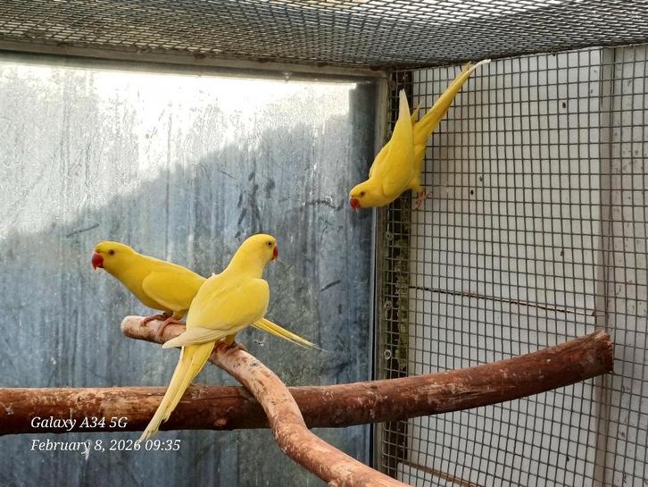 halsband parkieten 2025 lutino en lutino/blauw (met dna), Dieren en Toebehoren, Vogels | Parkieten en Papegaaien, Parkiet