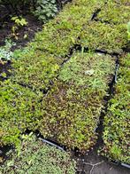 30 stk Sedum groendak trays, Jardin & Terrasse, Plantes | Arbustes & Haies, Enlèvement