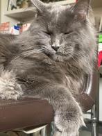 Unike  Blue Smoke Polydacty kater met 7 teens uit Rusland!, Kater, Gechipt, 0 tot 2 jaar