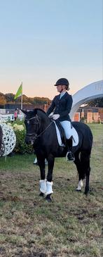 Super brave zwarte D pony te koop, Dieren en Toebehoren, Ophalen
