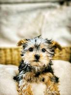Chiots du York-shire venus du sol belge, Animaux & Accessoires, Chiens | Jack Russell & Terriers, Yorkshire Terrier, Plusieurs