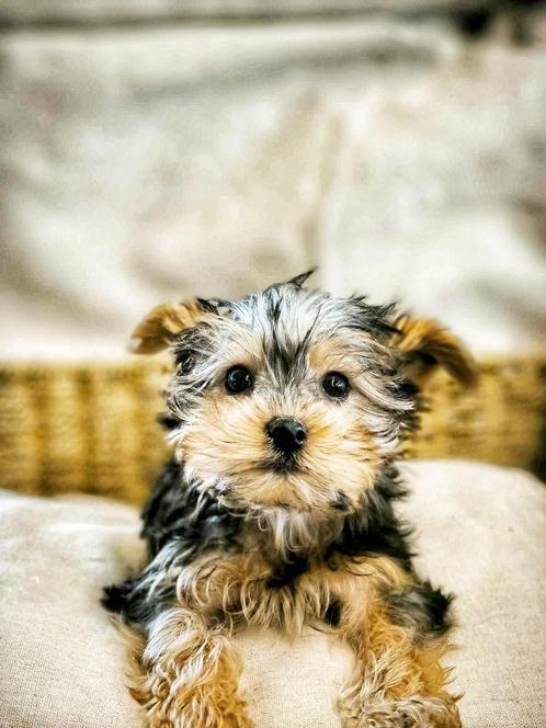 York-shire pupjes van Belgische bodem, Dieren en Toebehoren, Honden | Jack Russells en Terriërs, Meerdere dieren, Yorkshire Terriër