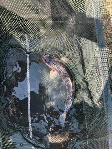 Koi 38cm beschikbaar voor biedingen