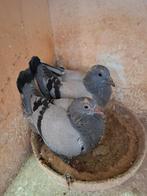 2 duifjes met stamboom, Dieren en Toebehoren, Vogels | Duiven, Meerdere dieren, Postduif