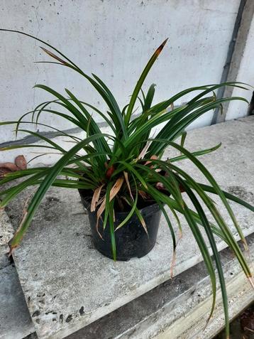 Groenblijvend siergras, Tuin en Terras, Ophalen