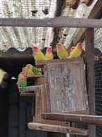 parkieten, Dieren en Toebehoren, Vogels | Parkieten en Papegaaien, Geringd