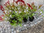 Photinia fraseri Red Robin, Jardin & Terrasse, Plantes | Arbustes & Haies, Enlèvement, Arbuste