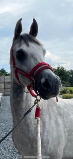cheval arabe, Animaux & Accessoires, Vermifugé, 160 à 165 cm, 3 à 6 ans, Hongre