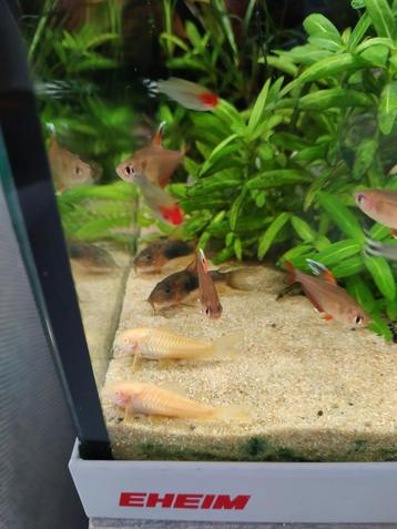 Corydoras aeneus beschikbaar voor biedingen