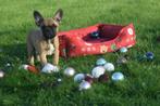 Franse bulldog pups, Dieren en Toebehoren, Honden | Bulldogs, Pinschers en Molossers, België, 15 weken tot 1 jaar, CDV (hondenziekte)