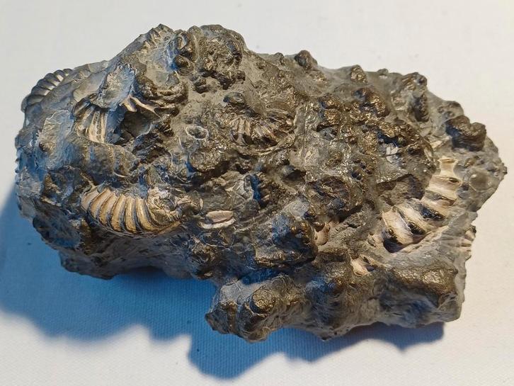 Pyrietknol met pleuroceras - ammoniet - Duitsland, Verzamelen, Mineralen en Fossielen, Fossiel, Ophalen of Verzenden