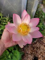 lotus plant, Tuin en Terras, Planten | Tuinplanten, Ophalen