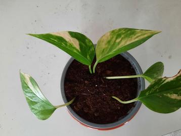 Epipremnum aureum stekjes beschikbaar voor biedingen