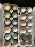 Verse eitjes van loslopende kippen, Ophalen