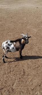 Super mooi dwerggeitje, Dieren en Toebehoren, Schapen, Geiten en Varkens, Mannelijk, Geit, 0 tot 2 jaar