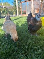 Zijdehoen/serama Mix, Dieren en Toebehoren, Pluimvee, Meerdere dieren, Kip