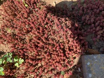 Sedum bodembedekker/ groendak, Enlèvement, Plante fixe, Couvre-sol