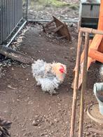 Cochin kriel koppel, Dieren en Toebehoren, Pluimvee