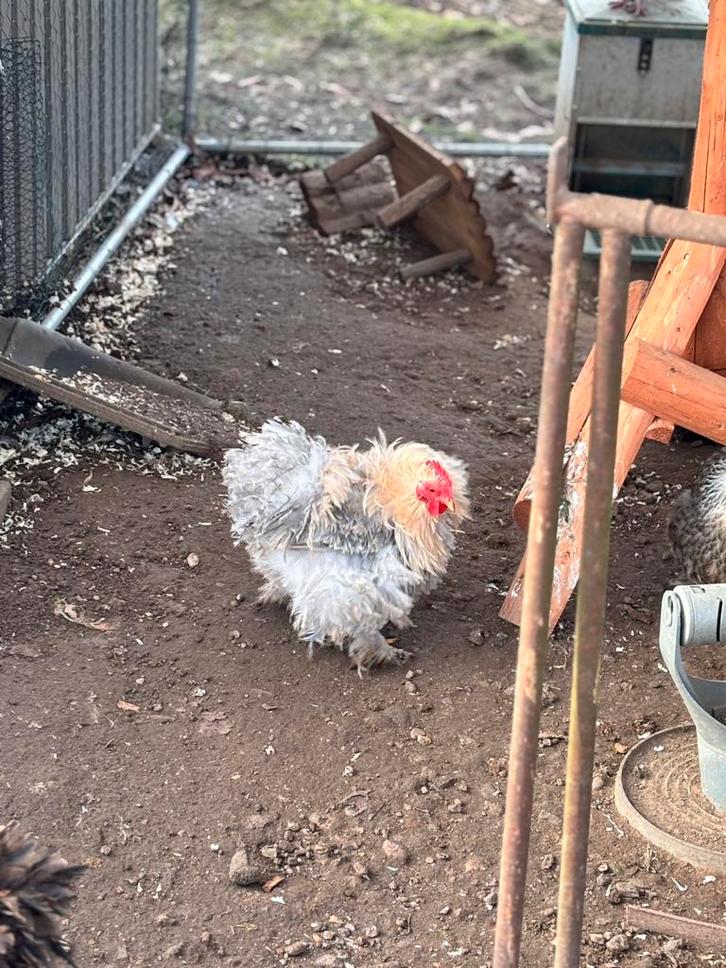 Cochin kriel koppel, Dieren en Toebehoren, Pluimvee