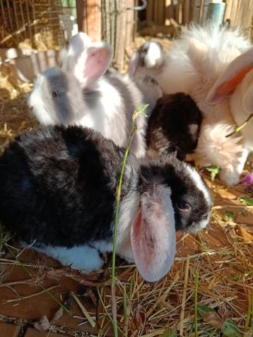 Bébés lapins Rex Widder 6 semaines, Animaux & Accessoires, Lapins, Plusieurs animaux, Petit, Oreilles tombantes, 0 à 2 ans