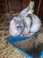 Lapin à donner, Ophalen, Konijn