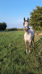 Draagmerrie, Dieren en Toebehoren, 7 tot 10 jaar, 160 tot 165 cm, Onbeleerd, Recreatiepaard