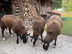 Zwartbles schapen