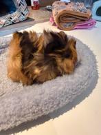 Borstelharig zeugje, Dieren en Toebehoren, Knaagdieren, Cavia, Vrouwelijk, Tam, Oktober