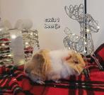 Peruvian cavia's, Dieren en Toebehoren, Knaagdieren, Cavia, November, Meerdere dieren, Tam