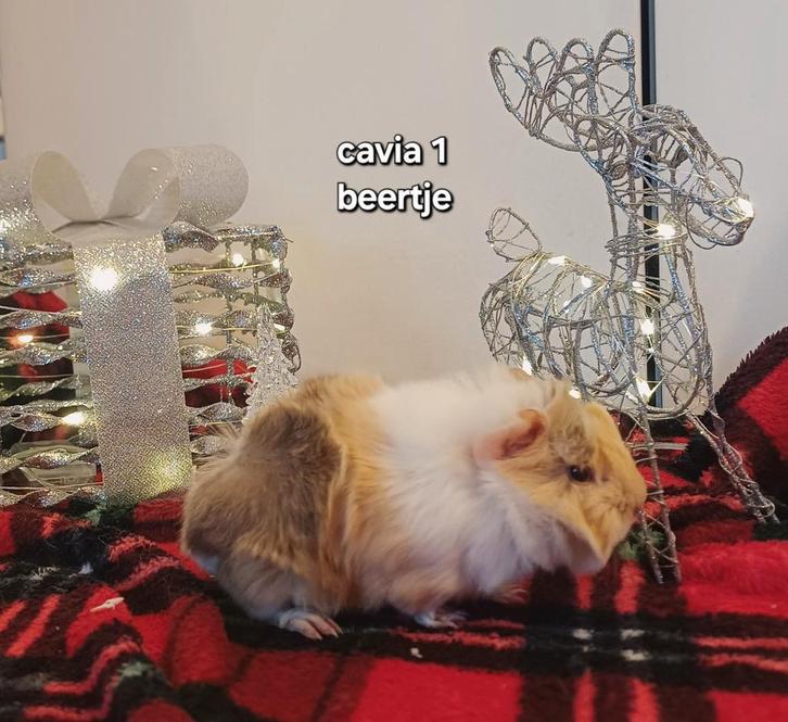Peruvian cavia's, Dieren en Toebehoren, Knaagdieren, Meerdere dieren, Cavia, November, Tam