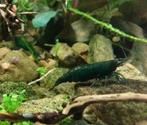 Neocaridina garnaal Green Jade (oudenburg)