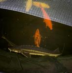 Diamantsteur 1m , weg wegens stopzetting hobby, Dieren en Toebehoren