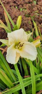 Hemerocallis blanche, Tuin en Terras, Planten | Tuinplanten, Ophalen