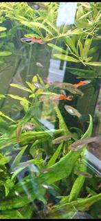 Baby edler guppy's, Dieren en Toebehoren