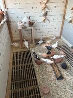 Kleur postduif, Dieren en Toebehoren, Vogels | Duiven, Postduif