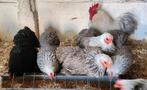 broedeieren cochin kippen 0.50€/stuk, Femelle, Poule ou poulet