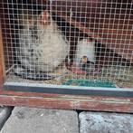 Kippen met twee kuikens te koop, Dieren en Toebehoren