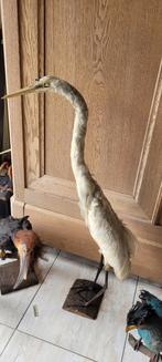 Witte reiger taxidermie, Verzamelen, Dierenverzamelingen, Ophalen