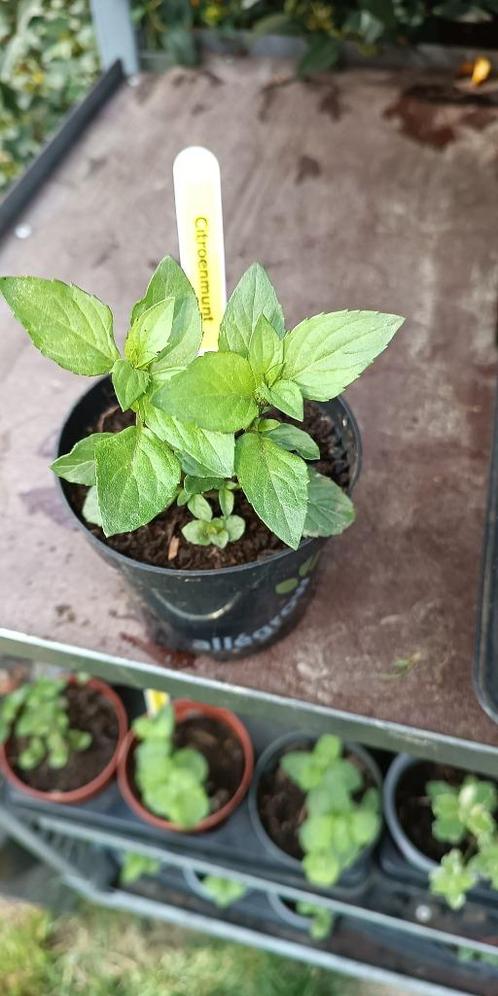 Citroenmunt, Tuin en Terras, Planten | Tuinplanten, Vaste plant, Kruiden, Halfschaduw, Zomer, Ophalen of Verzenden