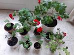 ÉCHANGE polargonium rouge contre autre couleur, Jardin & Terrasse, Plantes | Jardin, Enlèvement ou Envoi