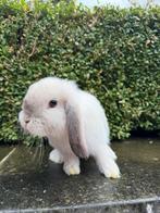 Nederlandse hangoordwerg, Dieren en Toebehoren