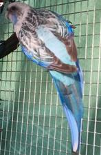 Weg wegens stoppen rosella's, Dieren en Toebehoren, Geringd