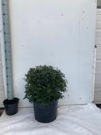 Osmanthus buirkwoodii. Hagen en sierheesters, Tuin en Terras, Ophalen