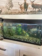 Juwel aquarium met alles bij, Ophalen, Zo goed als nieuw