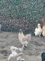 3 zijdehoen hanen te krijg, Dieren en Toebehoren