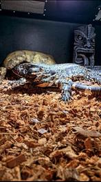 Blue tegu 4,5jaar, Dieren en Toebehoren, Hagedis, Met terrarium, 3 tot 6 jaar