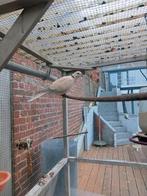 Tortelduif, Dieren en Toebehoren, Vogels | Duiven, Tortelduif