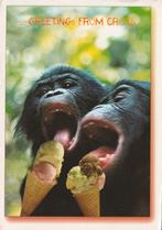 CHIMPANSEES  GENIETEN  VAN  EEN  LEKKER  IJSJE, Verzamelen, Postkaarten | Dieren, Verzenden, 1980 tot heden, Gelopen, Wild dier
