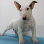 Bull Terrier miniatuur pup te koop, Dieren en Toebehoren, Honden | Jack Russells en Terriërs, Bull Terriër, 15 weken tot 1 jaar