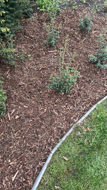 Boomschors hakselhout houtsnippers mooi product  beschikbaar voor biedingen